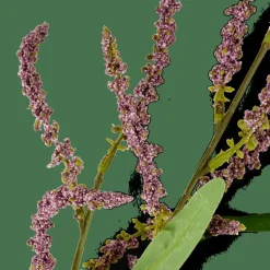 Branches Artificielles^CASA OPHIO Branche Mauve